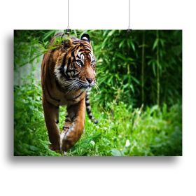 Hunting Tiger at the zoo Canvas Print or Poster (Type: Standard Framed Canvas Print, size: 16" x 12" / 42cm x 30cm (approx))